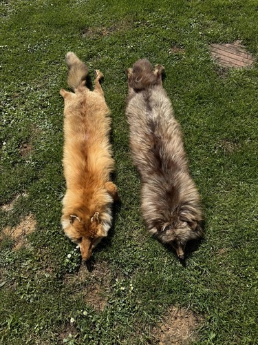 Authentique peau renard - peau, 🦊