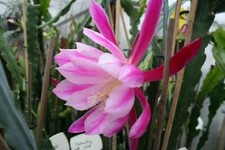 EPIPHYLLUM PEACH BLOSSOM