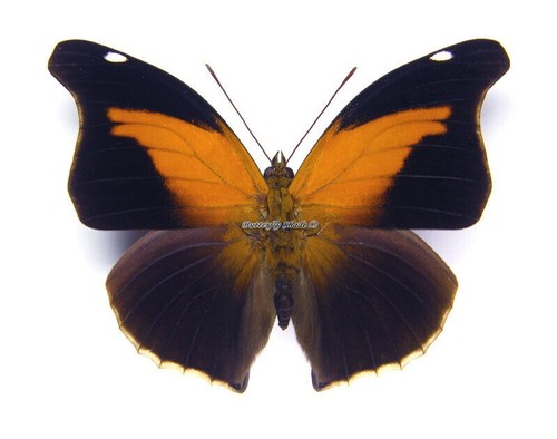 Entomologie papillon - entomologie-,