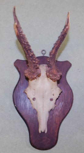 Ancien trophee chasse - ancien, de