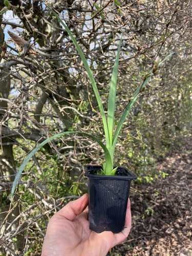 Furcraea parmentieri 1 - furcraea,