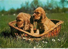 Carte Postale - Animaux -