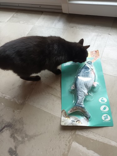 Jouet pour chat poisson - pour,