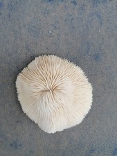 Corail Fungia blanc à