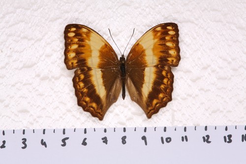 Cymothoe theobene male - cymothoe, theobene,