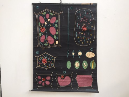 Affiche scolaire ancienne dr - scolaire,