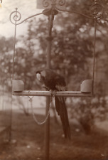 un perroquet sur son perchoir, étude pour peintre  Vintage silver print,  Tira