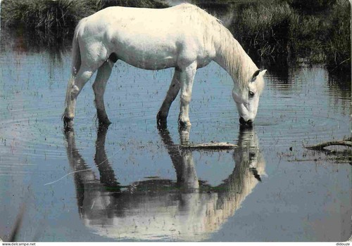 Carte postale animaux - -,