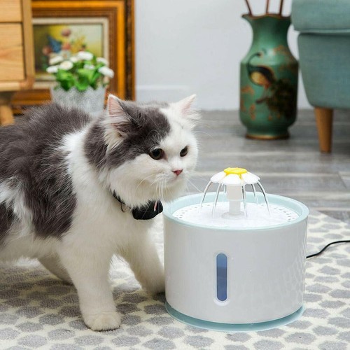 Fontaine eau pour chat - à,