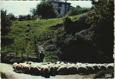 CPM Troupeau de Brebis au Pays