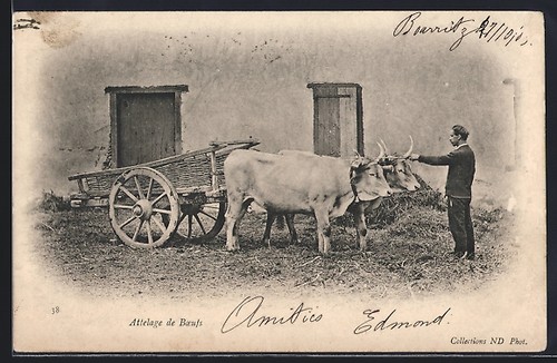 Attelage boeufs carte - attelage,