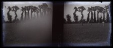 Famille Arbres c1930 Photo NEGATIVE STEREO Plaque de verre Vintage V36L3n 