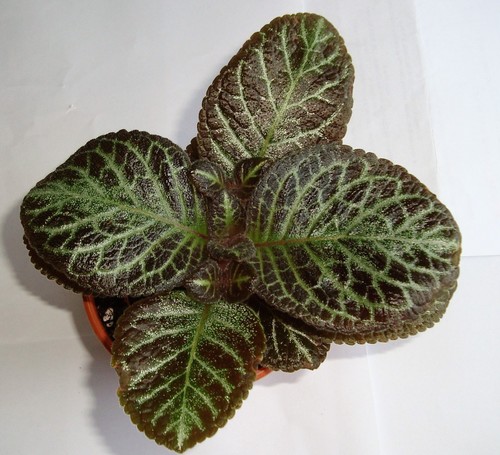 Episcia ronnie bouture - "ronnie",