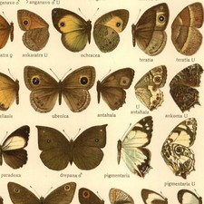 Adalbert Seitz Papillons Mycalesis Neocoenyra - Lithographie Entomologie