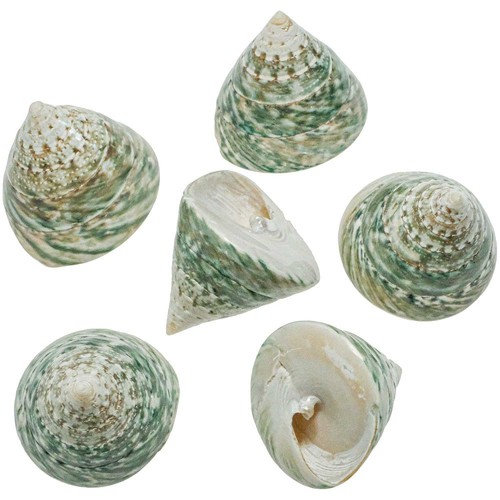 Coquillage tectus pyramis - , poli