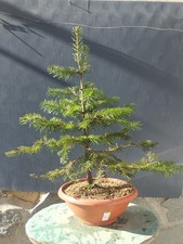 Pré bonsaï taux x 38 - de,