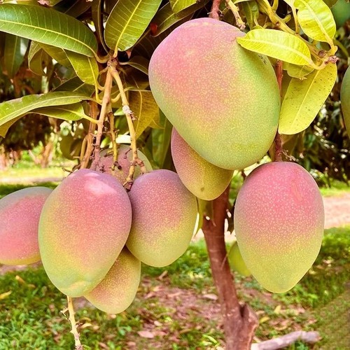 Plante fruitière tropicale - plante,