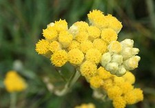 130 Graines HELICHRYSE ITALIENNE non traitées Herbe à Curry Helichrysum Italicum