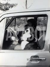 Photo de presse vintage Chien