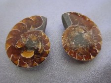 Pair of Madagascar Ammonite