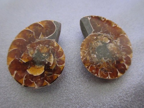 Pair madagascar ammonite - of,
