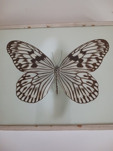 Papillon naturalise - papillon,