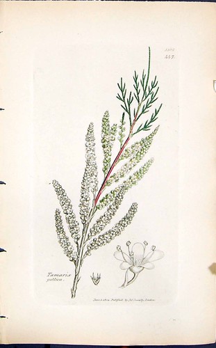 Old Print Tamarix Gallica