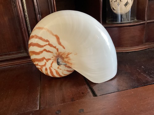 Gros coquillage nautile - coquillage,