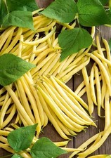 Lot De 40 Graines De Haricot