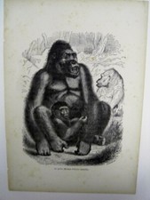 ANIMAUX - 3 SANGLIERS - 3