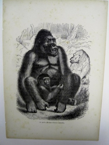 Animaux sangliers 3 - animaux,