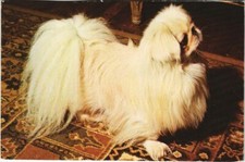 CPA AK Pekinois DOG (1178818)