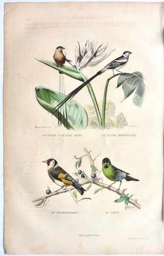 Edouard travies gravure - travies,