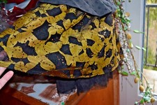 robe catimini neuve 5 ans  superbe  fetes en promotion