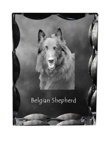 Chiens berger belge - chiens,