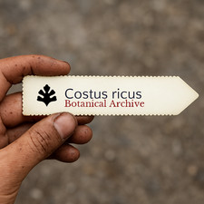 Costus ricus | 10 SEEDS -