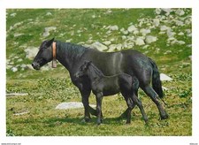 Animaux - Chevaux - Cheval de