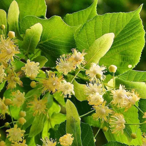 Tilia cordata tilleul des - cordata,