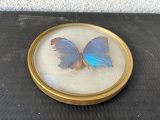 Papillon Morpho encadré sous verre bombé – cadre doré