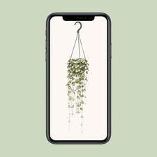 Ceropegia Woodii Plante Pendante - Ø14cm ,Hauteur 30cm - Facile Et Idéal pour An