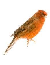 5 x autocollants de voiture autocollants canaris autocollants 9 x 9 cm...