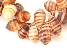 COLLIER DE COQUILLAGES NATURELS DU PACIFIQUE FANTAISIE ANNÉES 70 COLLECTION N° 5