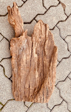 racine araignée mangrove