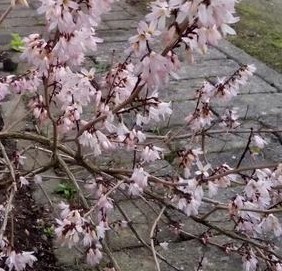 Abeliophyllum distichum