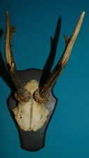 ANCIEN TROPHEE DE CHASSE