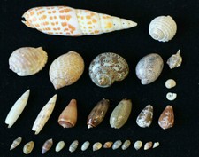 Lot de 30 Coquillages Divers