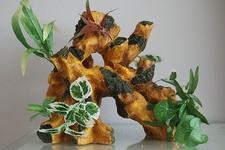 Aquarium Large Superbe