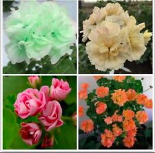 Lot De Graines De Géraniums