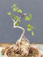 Bonsaï ficus 30 x 14 cm