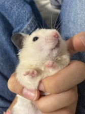 Cage à rongeurs et Hamster À Vendre !!!